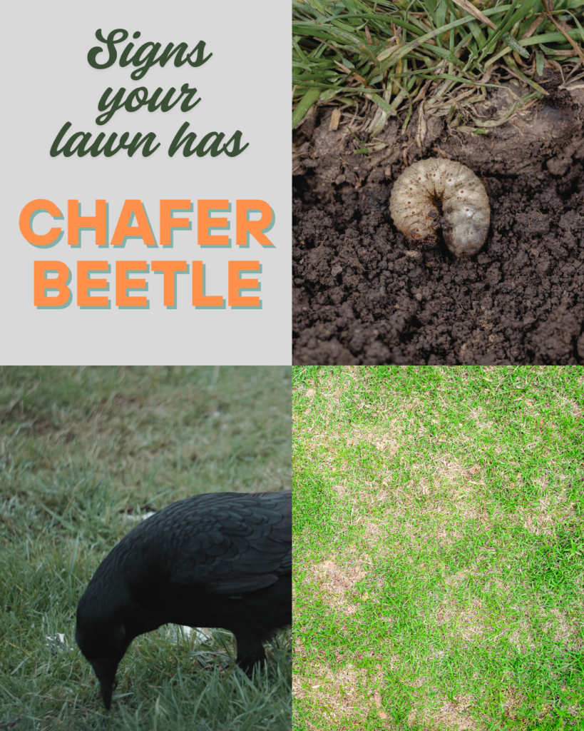 Chafer beetle chilliwack