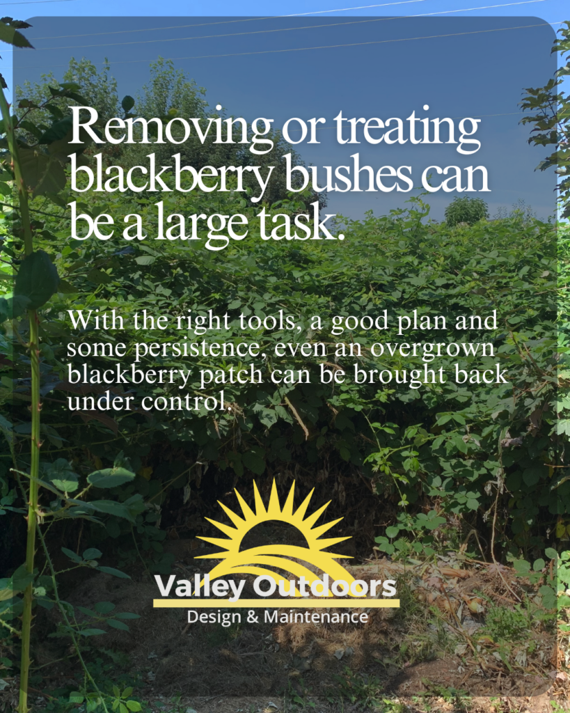 Blackberry removal chilliwack